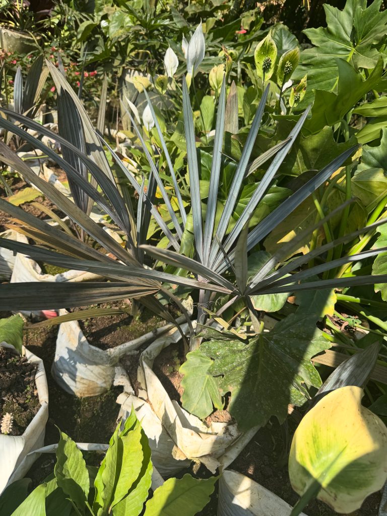 Fan Palm (Bismarckia nobilis) - Petal Paradise Nursery Kigali