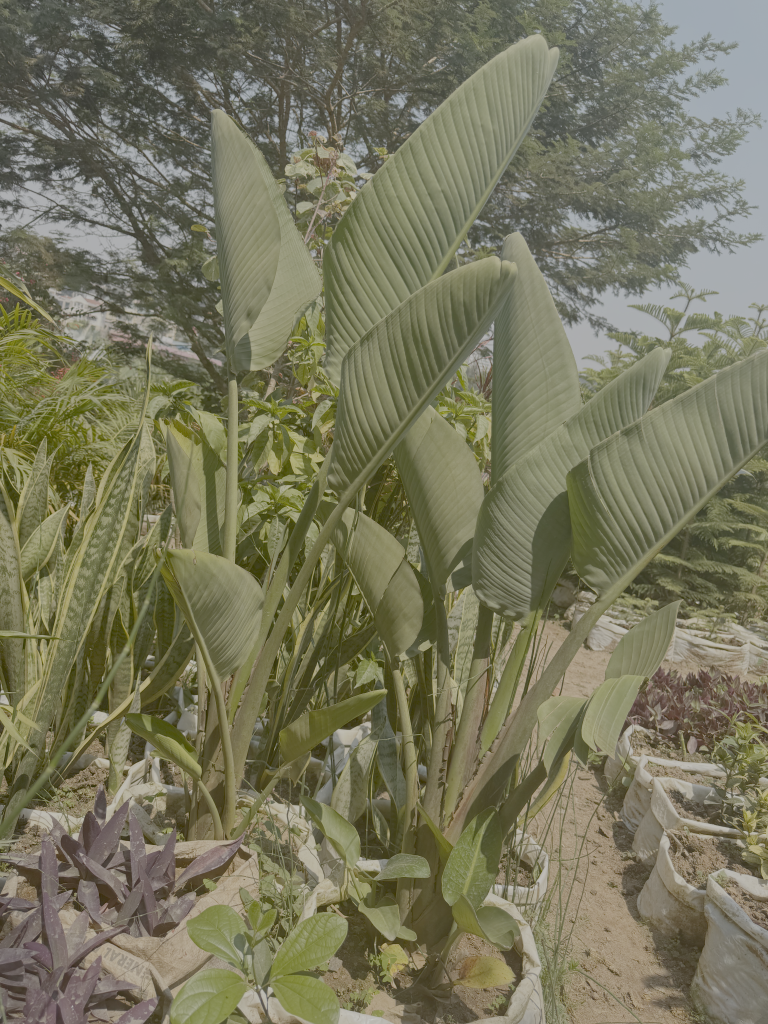 White Bird of Paradise (Strelitzia nicolai) - Petal Paradise Nursery Kigali