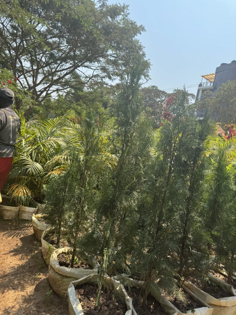 Italian Cypress (Cupressus sempervirens) - Petal Paradise Nursery Kigali