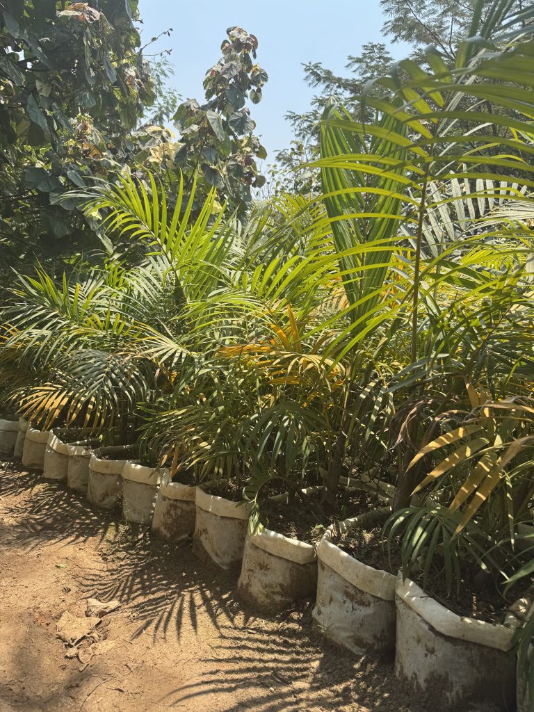 Areca Palm (Dypsis lutescens) - Petal Paradise Nursery Kigali
