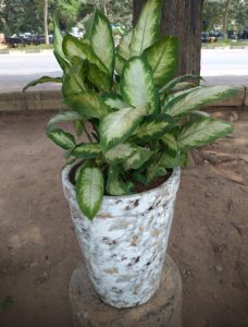 Dumb Cane (Dieffenbachia sp.) - Petal Paradise Nursery Kigali