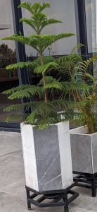 Norfolk Island Pine (Araucaria heterophylla) - Petal Paradise Nursery Kigali