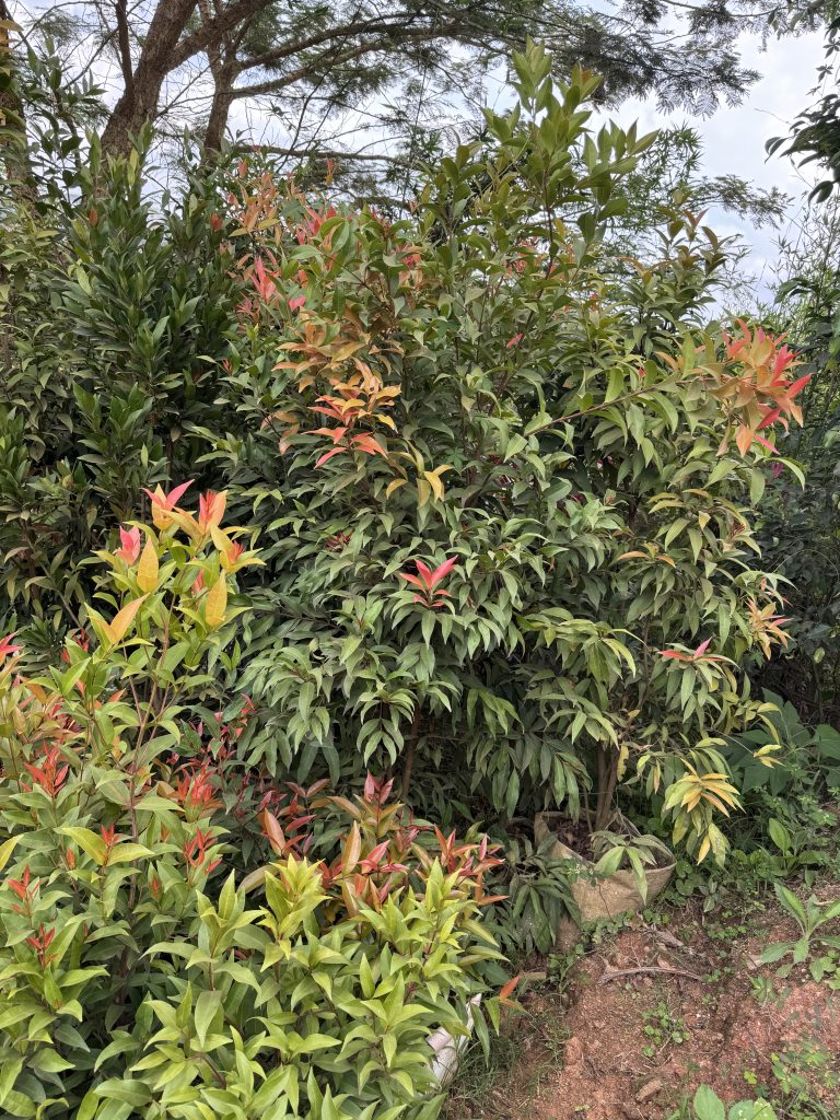 Syzygium / Red Tip (Syzygium paniculatum) - Petal Paradise Nursery Kigali