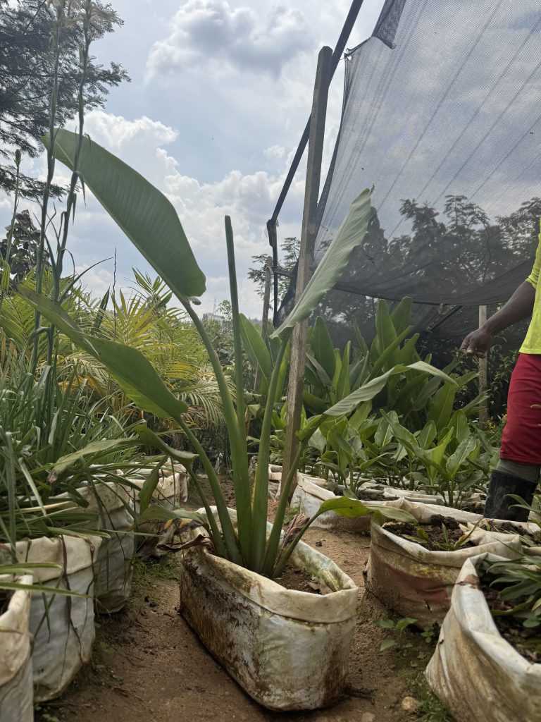 Bird of Paradise (young) (Strelitzia reginae) - Petal Paradise Nursery Kigali