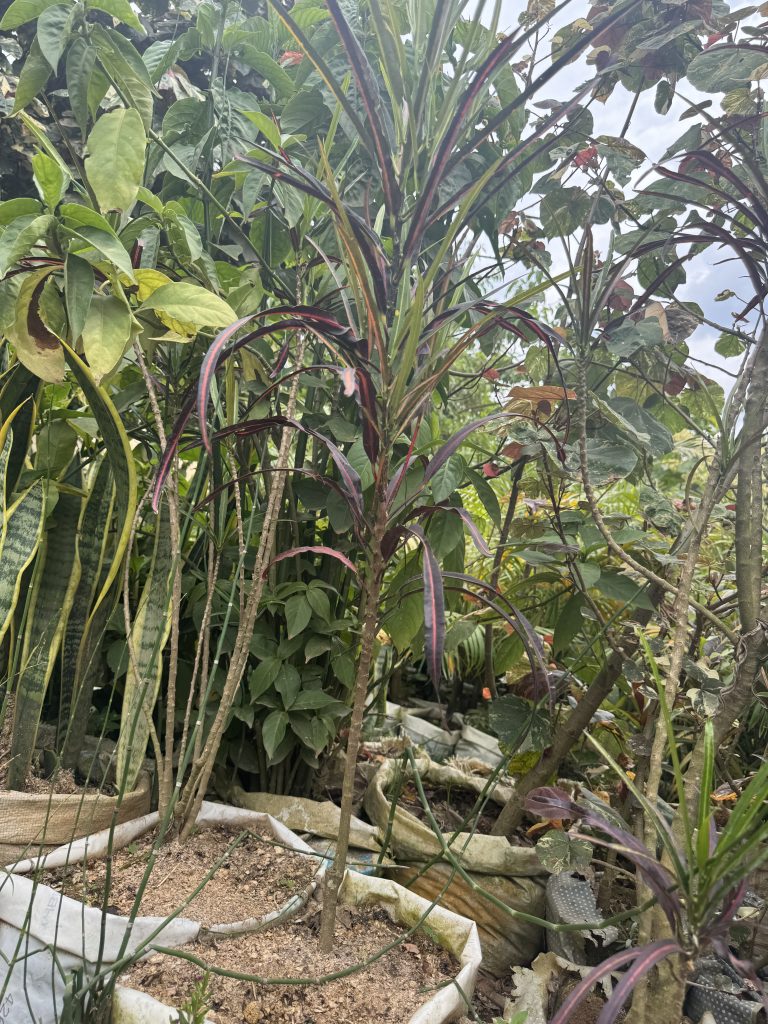 Dracaena (Dracaena marginata) - Petal Paradise Nursery Kigali