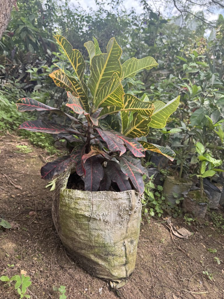 Croton 'Petra' (Codiaeum variegatum 'Petra') - Petal Paradise Nursery Kigali