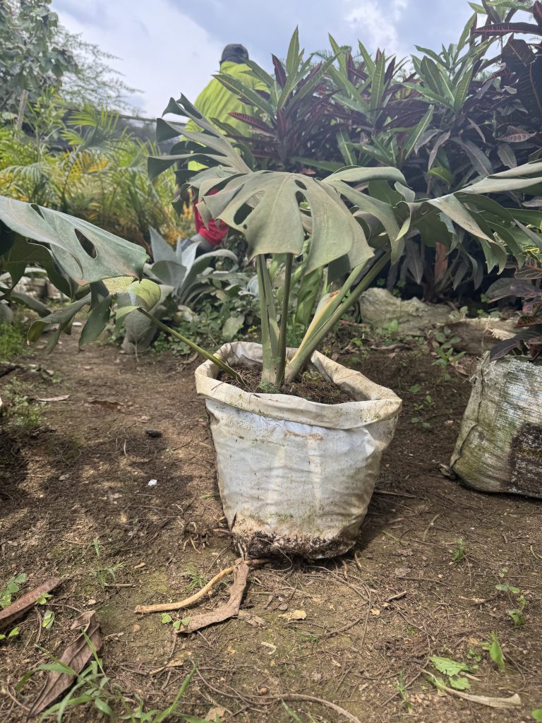 Monstera / Swiss Cheese Plant (Monstera deliciosa) - Petal Paradise Nursery Kigali