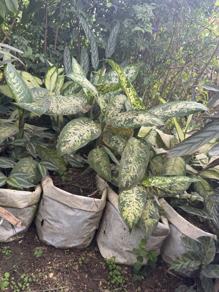 Dumb Cane (variegated) (Dieffenbachia sp.) - Petal Paradise Nursery Kigali