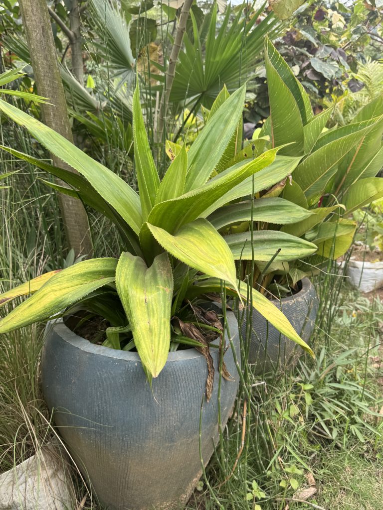 Agave (Agave sp.) - Petal Paradise Nursery Kigali
