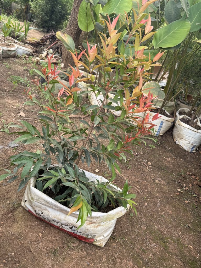 Syzygium / Red Tip (young) (Syzygium paniculatum) - Petal Paradise Nursery Kigali