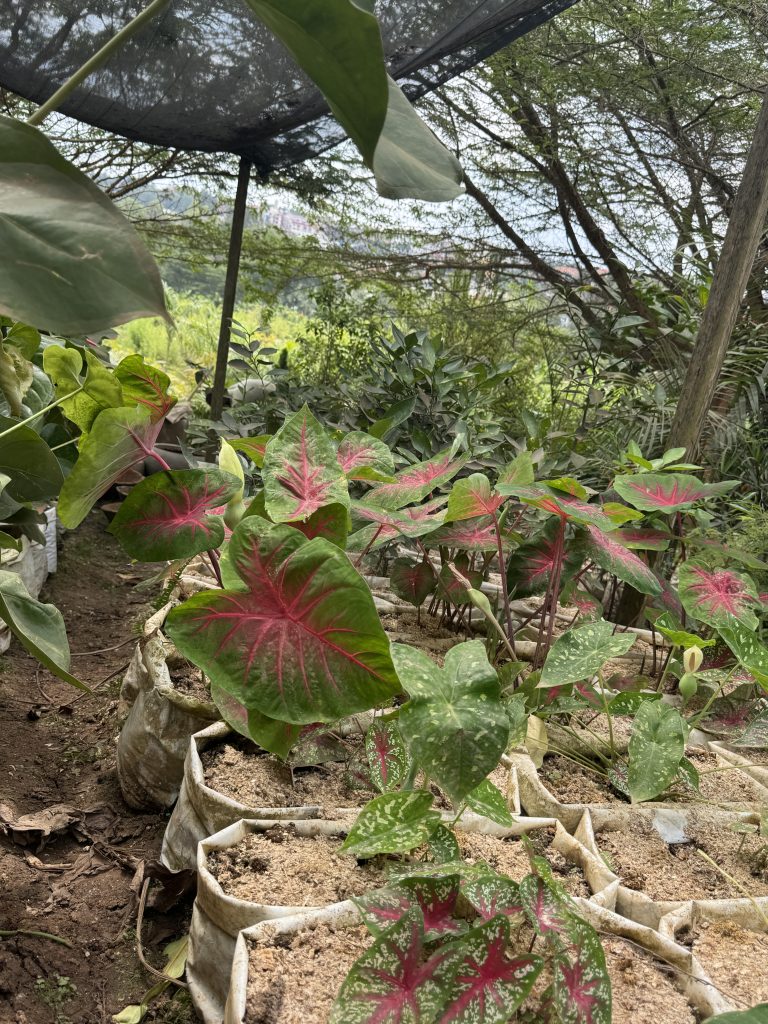 Caladium / Angel Wings (Caladium bicolor) - Petal Paradise Nursery Kigali