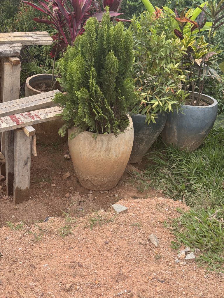 Compact Cypress (Cupressus sp.) - Petal Paradise Nursery Kigali
