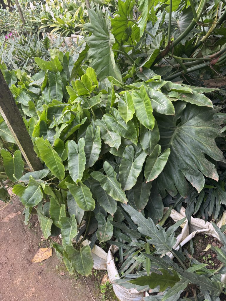 Heart-Leaf Philodendron (Philodendron hederaceum) - Petal Paradise Nursery Kigali